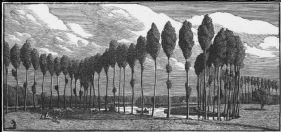 wood-engraving of Poplars in France